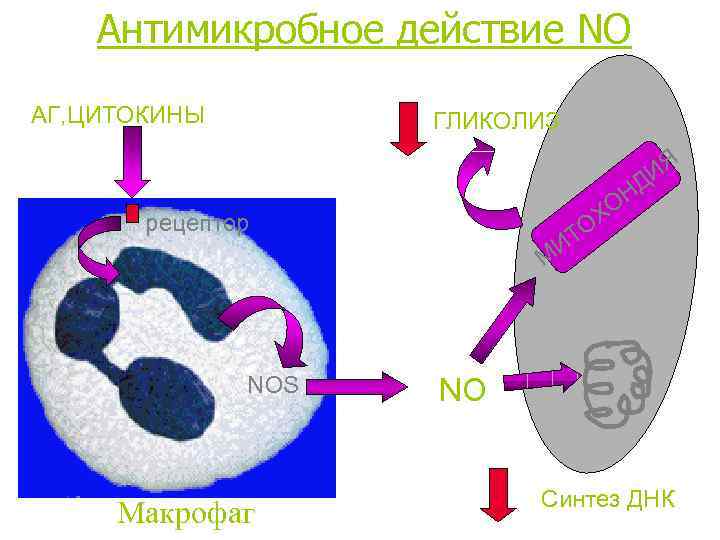Антимикробное действие NO АГ, ЦИТОКИНЫ ГЛИКОЛИЗ ИЯ Д рецептор ТО И ОН Х М