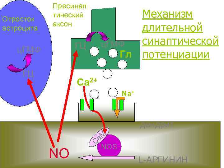 Отросток астроцита Пресинап тический аксон Механизм длительной синаптической ц. ГМФ Гл потенциации ГЦ ц.