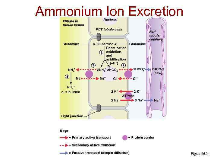 Ammonium Ion Excretion Figure 26. 14 