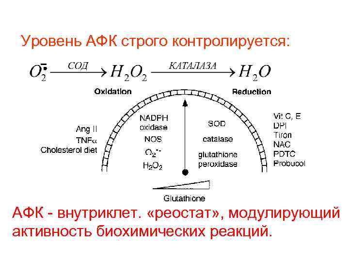 Уровень АФК строго контролируется: АФК - внутриклет. «реостат» , модулирующий активность биохимических реакций. 