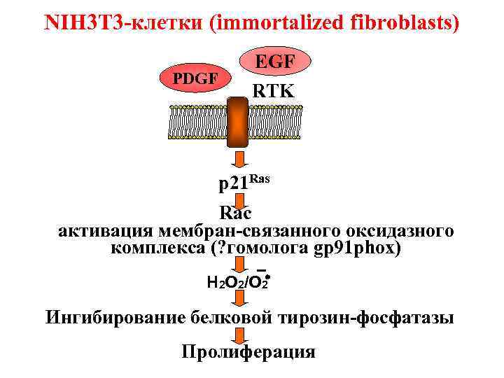 NIH 3 T 3 -клетки (immortalized fibroblasts) PDGF EGF RTK p 21 Ras Raс