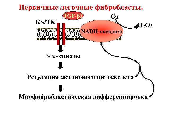 Первичные легочные фибробласты. RS/TK TGF-β 1 О 2 NADH-оксидаза Н 2 О 2 Src-киназы