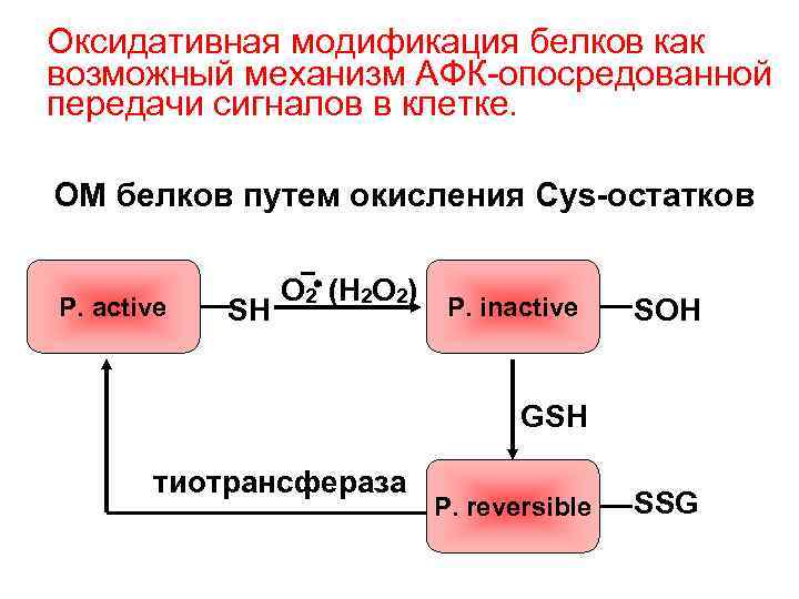 Оксидативная модификация белков как возможный механизм АФК-опосредованной передачи сигналов в клетке. ОМ белков путем