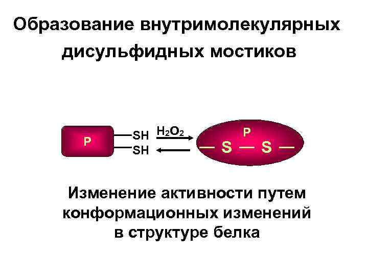 Образование внутримолекулярных дисульфидных мостиков Р SH H 2 O 2 SH S Р S
