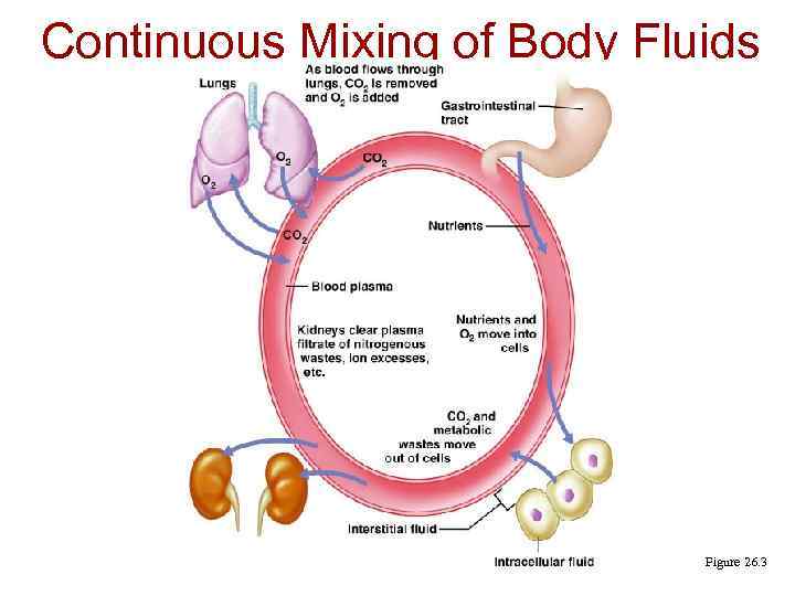 Continuous Mixing of Body Fluids Figure 26. 3 
