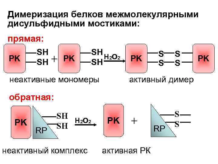 Димеризация белков межмолекулярными дисульфидными мостиками: прямая: PK SH SH + PK SH H 2