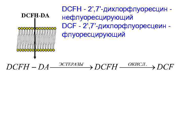 DCFH-DA DCFH - 2’, 7’-дихлорфлуоресцин нефлуоресцирующий DCF - 2’, 7’-дихлорфлуоресцеин флуоресцирующий 