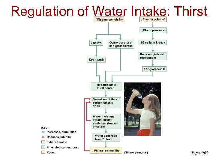 Regulation of Water Intake: Thirst Mechanism Figure 26. 5 