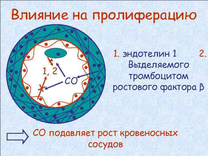 Влияние на пролиферацию 1, 2 СО 1. эндотелин 1 2. Выделяемого тромбоцитом ростового фактора