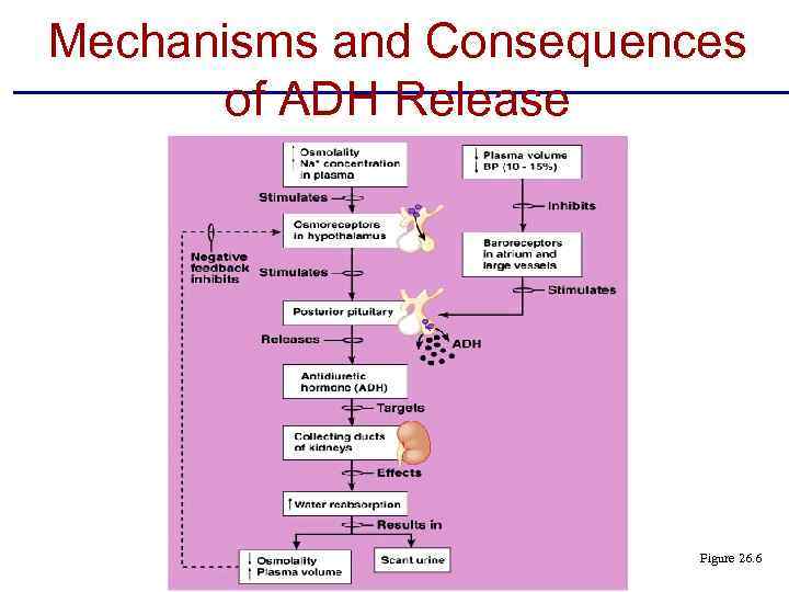 Mechanisms and Consequences of ADH Release Figure 26. 6 