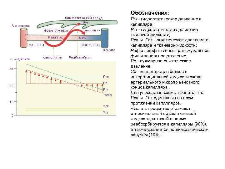 Обозначения: Pгк - гидростатическое давление в капилляре; Pгт - гидростатическое давление тканевой жидкости; Pок