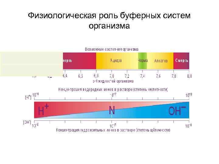 Физиологическая роль буферных систем организма 