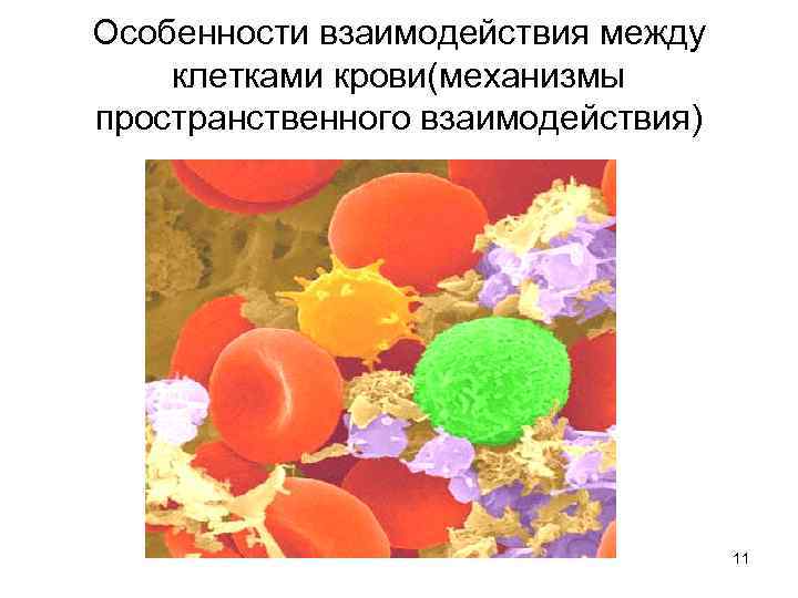 Клеточные взаимодействия. Взаимодействие между клетками. Взаимосвязь между клетками. Vzaimodeistvije kletok. Способы взаимодействия клеток.