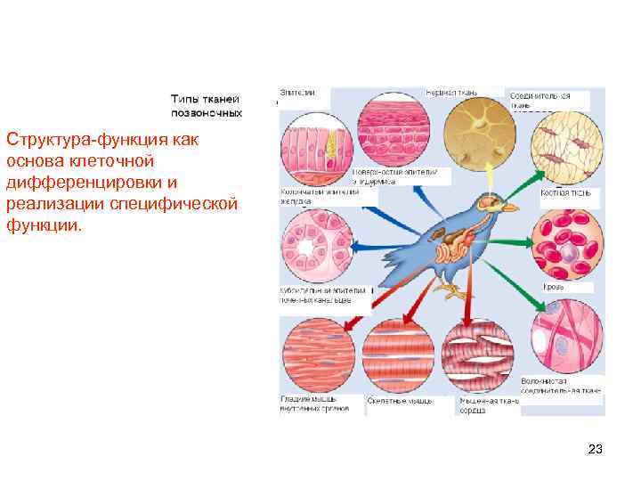 Структура-функция как основа клеточной дифференцировки и реализации специфической функции. 23 