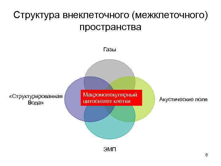 Структура внеклеточного (межклеточного) пространства Газы «Структурированная Вода» Макромолекулярный цитоскелет клетки Акустические поля ЭМП 6