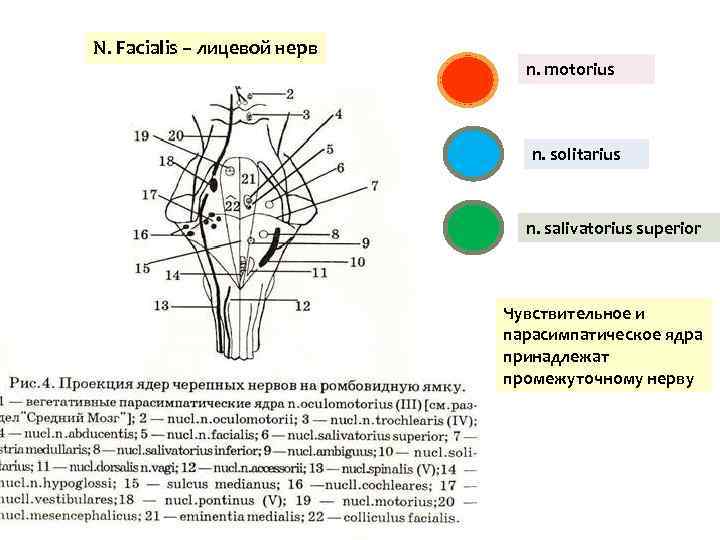 N. Facialis – лицевой нерв n. motorius n. solitarius n. salivatorius superior Чувствительное и