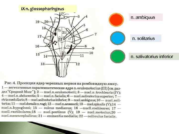 Схема проекции ядер черепных нервов на ромбовидную ямку