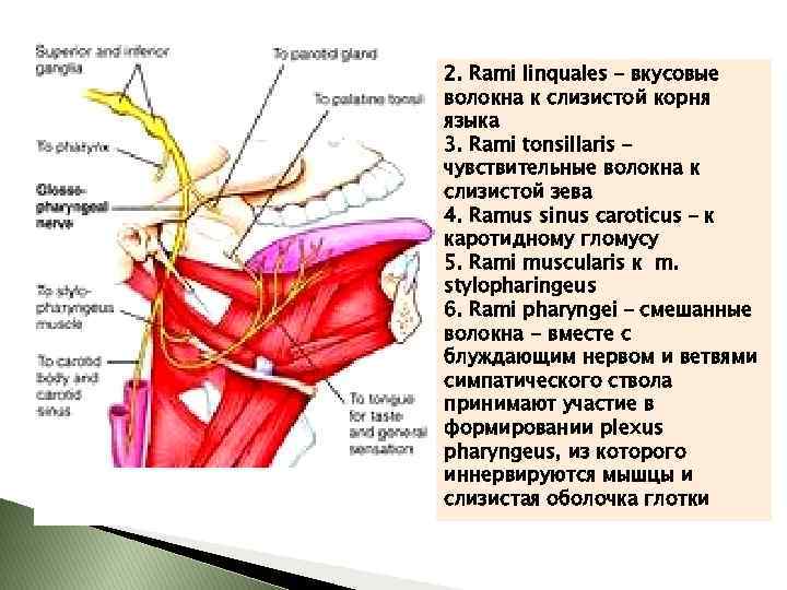 2. Rami linquales – вкусовые волокна к слизистой корня языка 3. Rami tonsillaris –