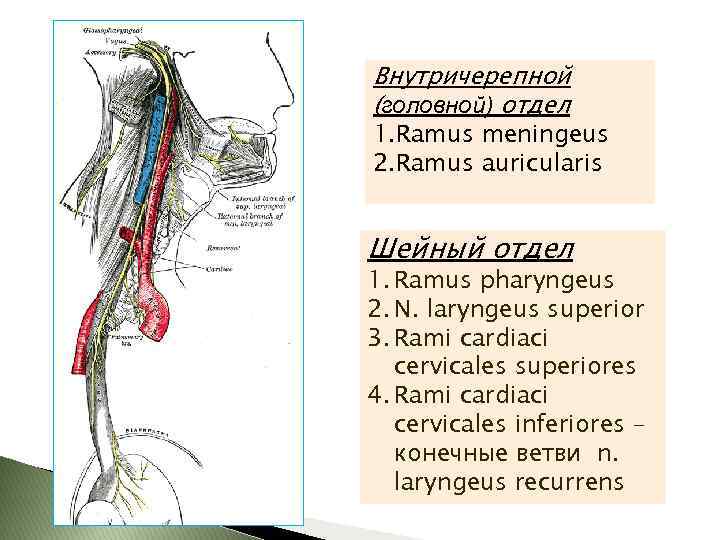 Внутричерепной (головной) отдел 1. Ramus meningeus 2. Ramus auricularis Шейный отдел 1. Ramus pharyngeus