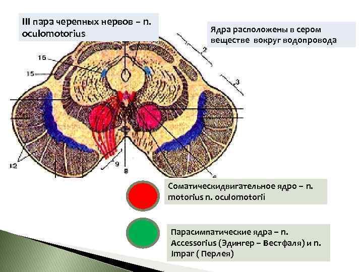 III пара черепных нервов – n. oculomotorius Ядра расположены в сером веществе вокруг водопровода