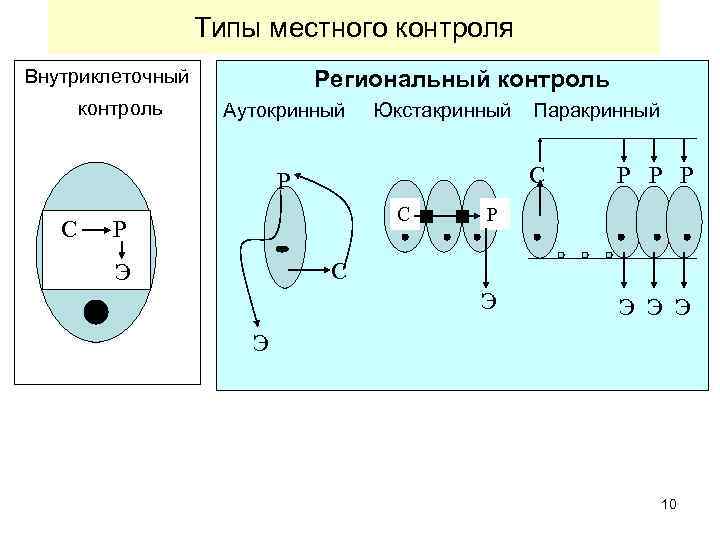 Типы местного контроля Внутриклеточный контроль Региональный контроль Аутокринный Юкстакринный Паракринный С Р С С