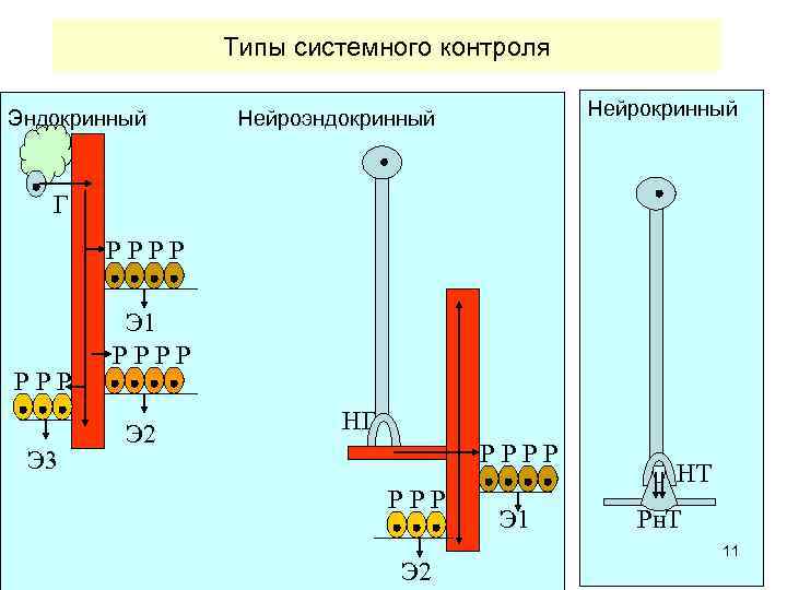 Типы системного контроля Нейрокринный Эндокринный Нейроэндокринный Г РРРР Э 3 Э 1 РРРР Э