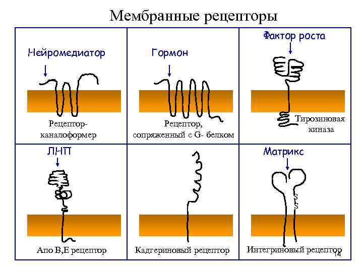 Типы мембран. Классификация мембранных рецепторов. Классификация рецепторов мембраны. Мембранные рецепторы биохимия. Мембранные рецепторы строение g-белков.