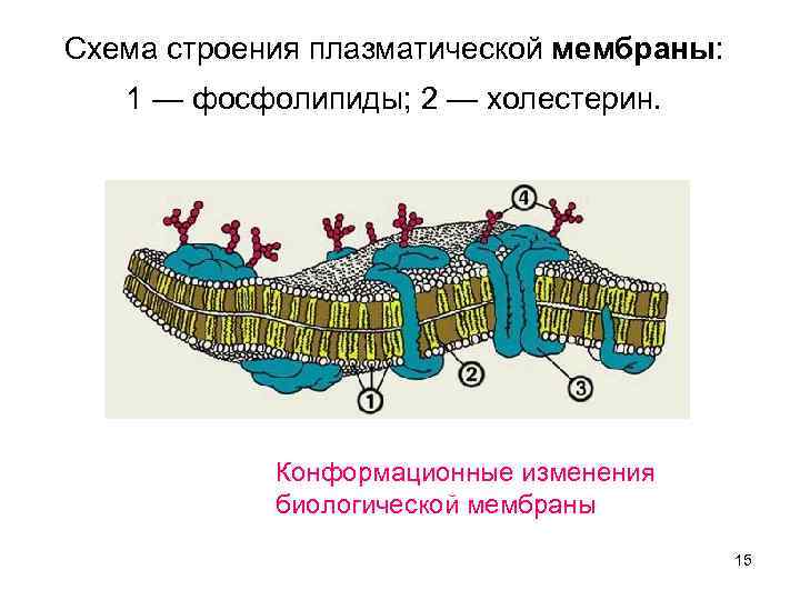 Структура плазматической мембраны