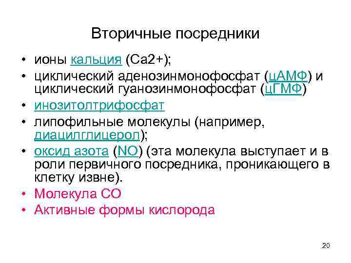 Вторичные посредники • ионы кальция (Ca 2+); • циклический аденозинмонофосфат (ц. АМФ) и циклический