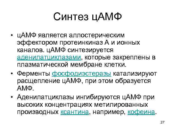 Синтез ц. АМФ • ц. АМФ является аллостерическим эффектором протеинкиназ A и ионных каналов.
