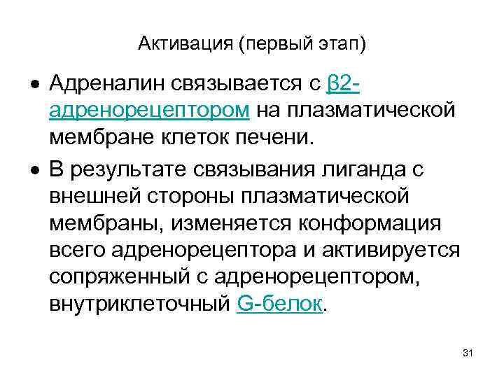 Активация (первый этап) Адреналин связывается с β 2 адренорецептором на плазматической мембране клеток печени.