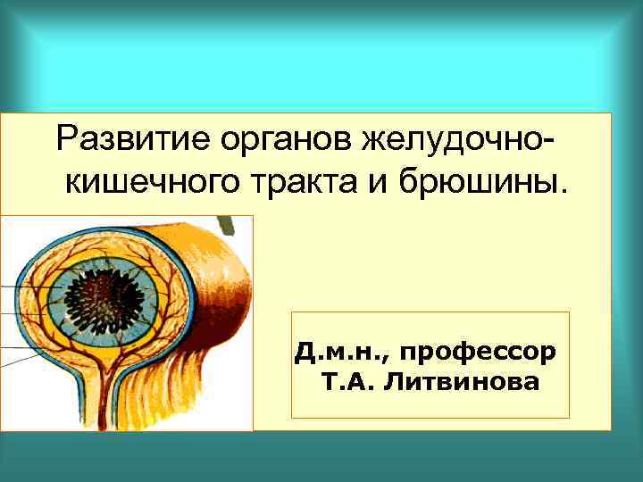Развитие органов желудочнокишечного тракта и брюшины. Д. м. н. , профессор Т. А. Литвинова