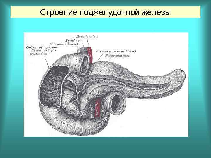 Строение поджелудочной железы 