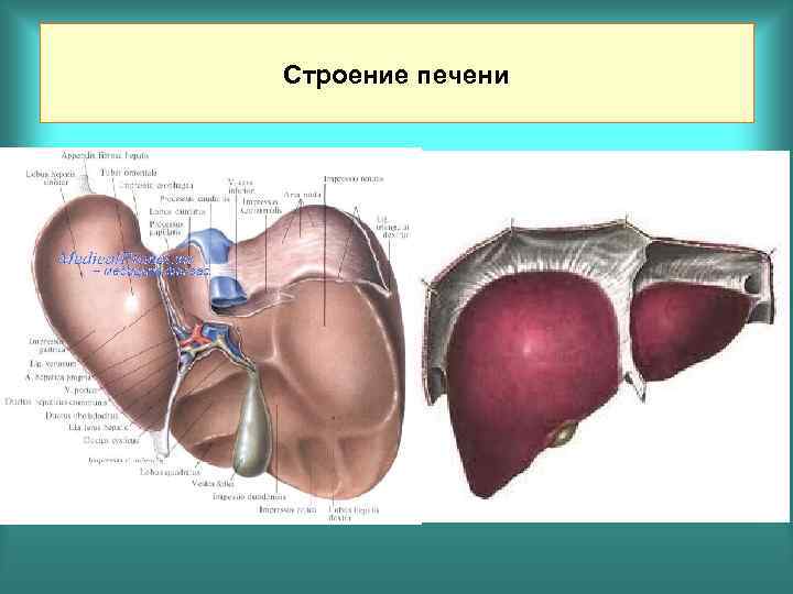 Строение печени фото