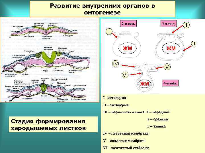 Развитие внутренних органов в онтогенезе 2 -я нед. 3 -я нед. III I ЖМ