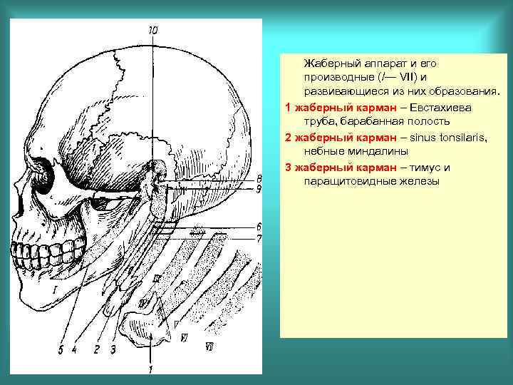 Жаберный аппарат и его производные (/— VII) и развивающиеся из них образования. 1 жаберный