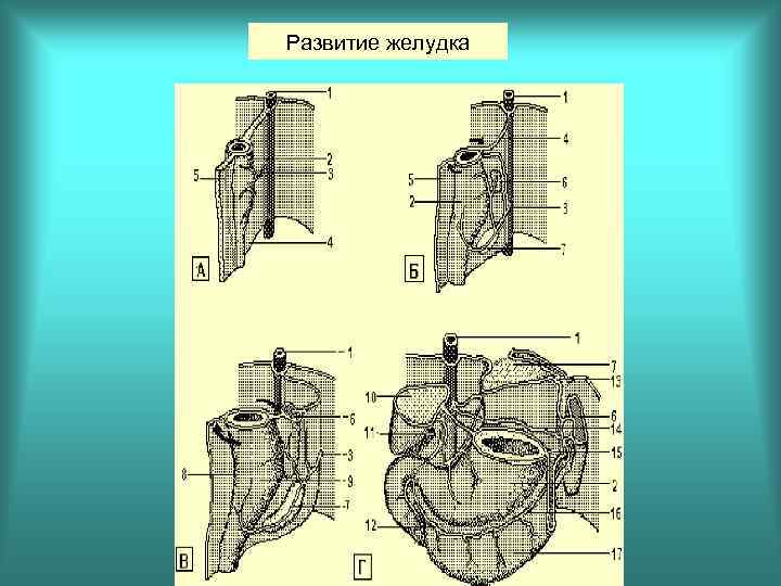 Развитие желудка 