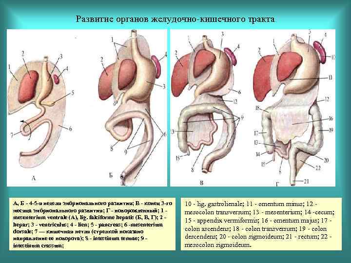 Развитие органов желудочно-кишечного тракта А, Б - 4 -5 -я неделя эмбрионального развития; В