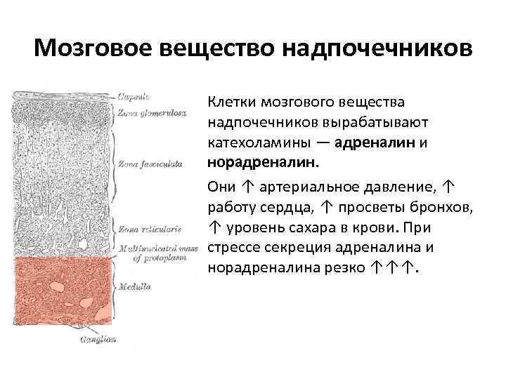 Хромаффинные клетки надпочечников