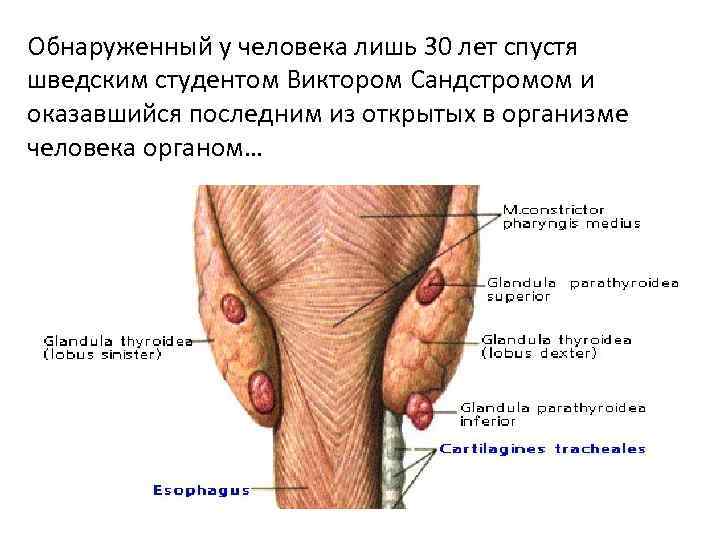 Обнаруженный у человека лишь 30 лет спустя шведским студентом Виктором Сандстромом и оказавшийся последним