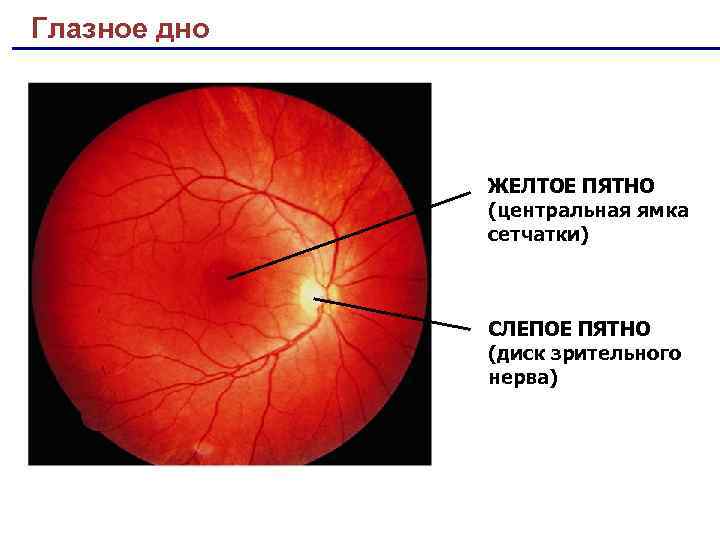 Слепого пятна сетчатки глаза. Глазное дно сетчатка глаза анатомия. Диск зрительного нерва анатомия. Строение желтого пятна сетчатки. Желтое пятно глаза зрительный нерв.
