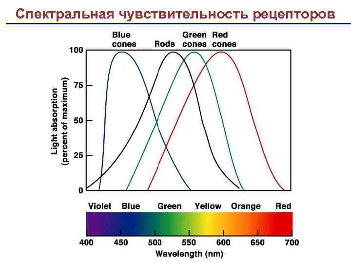 Спектральная чувствительность рецепторов 