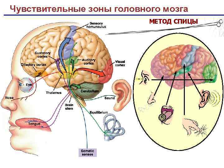 Составьте схемы строения анализаторов отвечающих за кожное и мышечное чувство