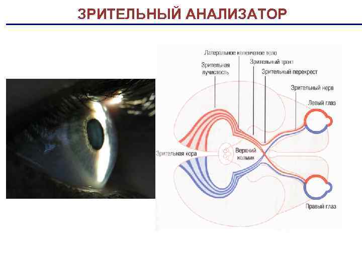 Где происходит окончательное различение изображения