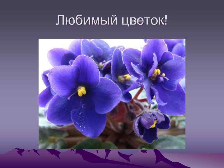 Любимый цветок! 