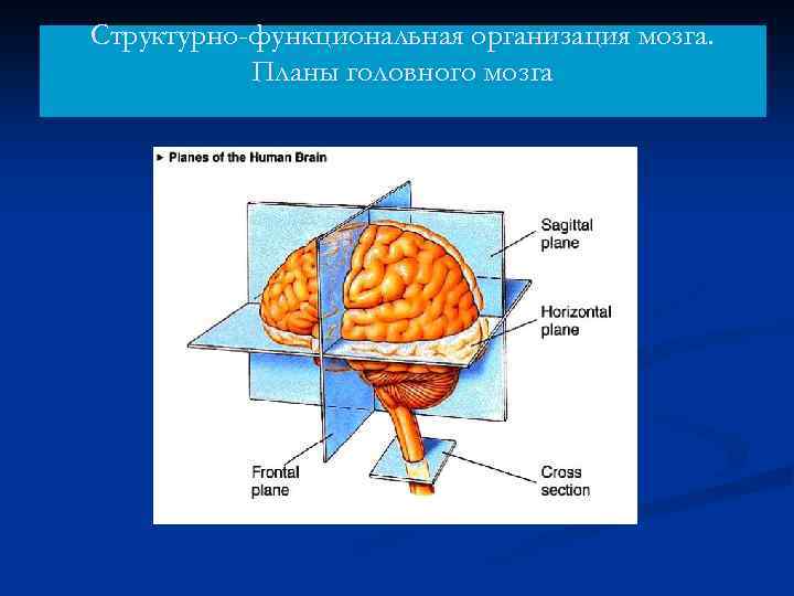 Организация мозга. Структурно-функциональная организация головного мозга. Структурно-функциональная организация мозга Лурия. Вертикальная и горизонтальная структурная организация мозга. Функциональная организация головного мозга структурная.