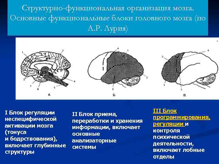 Организация мозга. Функциональные блоки мозга (а. р. Лурия). Структурно-функциональная модель мозга а.р Лурия. Функциональные блоки мозга Лурия. Лурия структурно-функциональная организация мозга блоки.