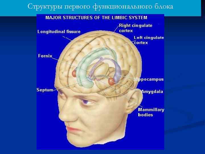 Структуры первого функционального блока 