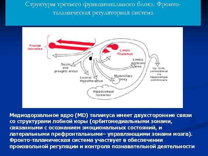Структуры третьего функционального блока. Фронтоталамическая регуляторная система Медиодорзальное ядро (MD) таламуса имеет двухсторонние связи