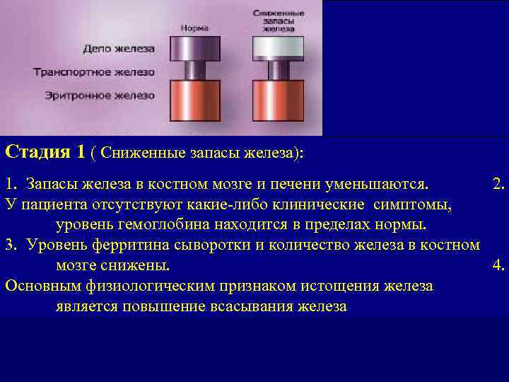 Стадия 1 ( Сниженные запасы железа): 1. Запасы железа в костном мозге и печени